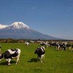 放牧酪農とは？メリット・デメリットや導入手順を紹介