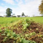 緑肥とは?メリット・デメリットや作物の種類、栽培方法を紹介