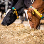 飼料自給率とは?現状と目標、取り組み、農家が向上に貢献するメリット